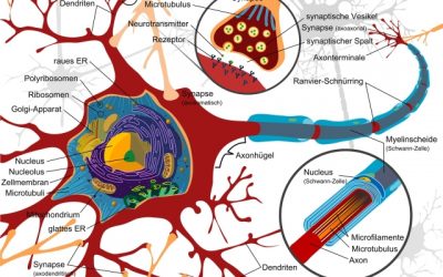 Wie funktioniert unser Nervensystem
