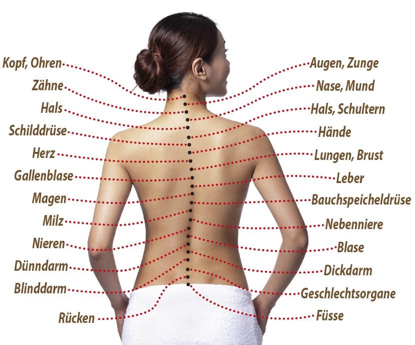 Grafik zeigt welcher Rückenwirbel mit welchem Organ in Verbindung steht